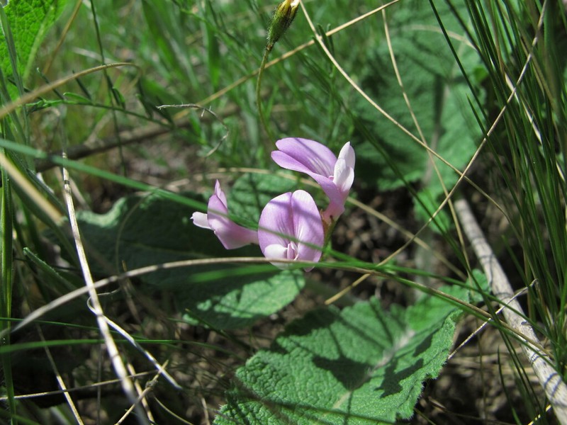 Astragalus corniculatus photo 6