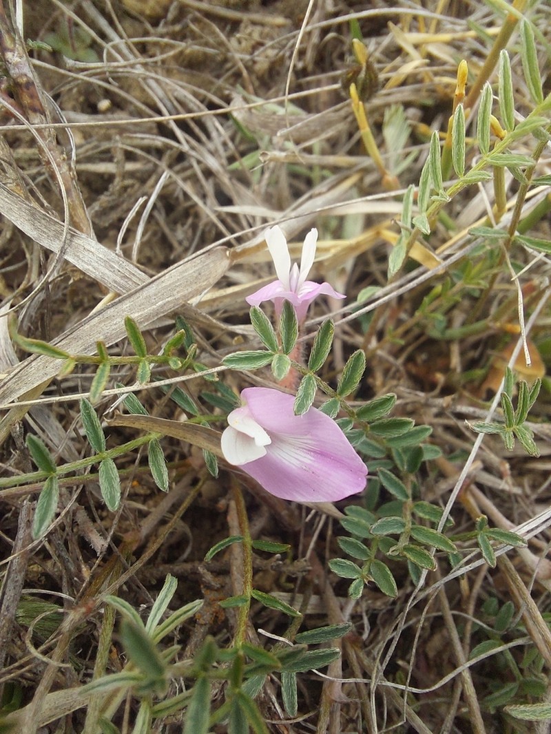 Astragalus corniculatus photo 7
