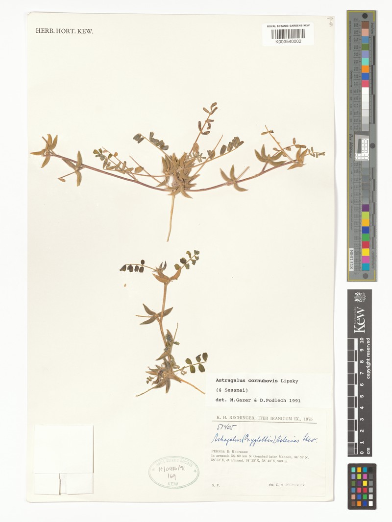 Astragalus cornu-bovis
