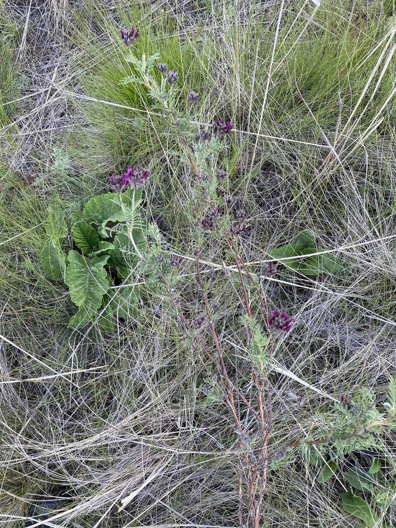Astragalus cornutus