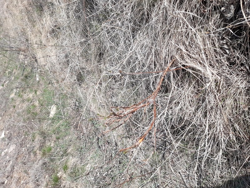 Astragalus cornutus photo 2