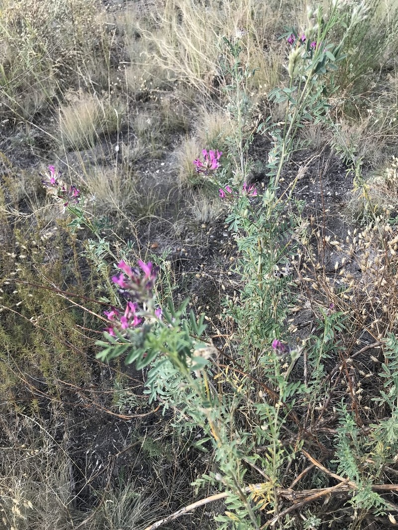 Astragalus cornutus photo 3