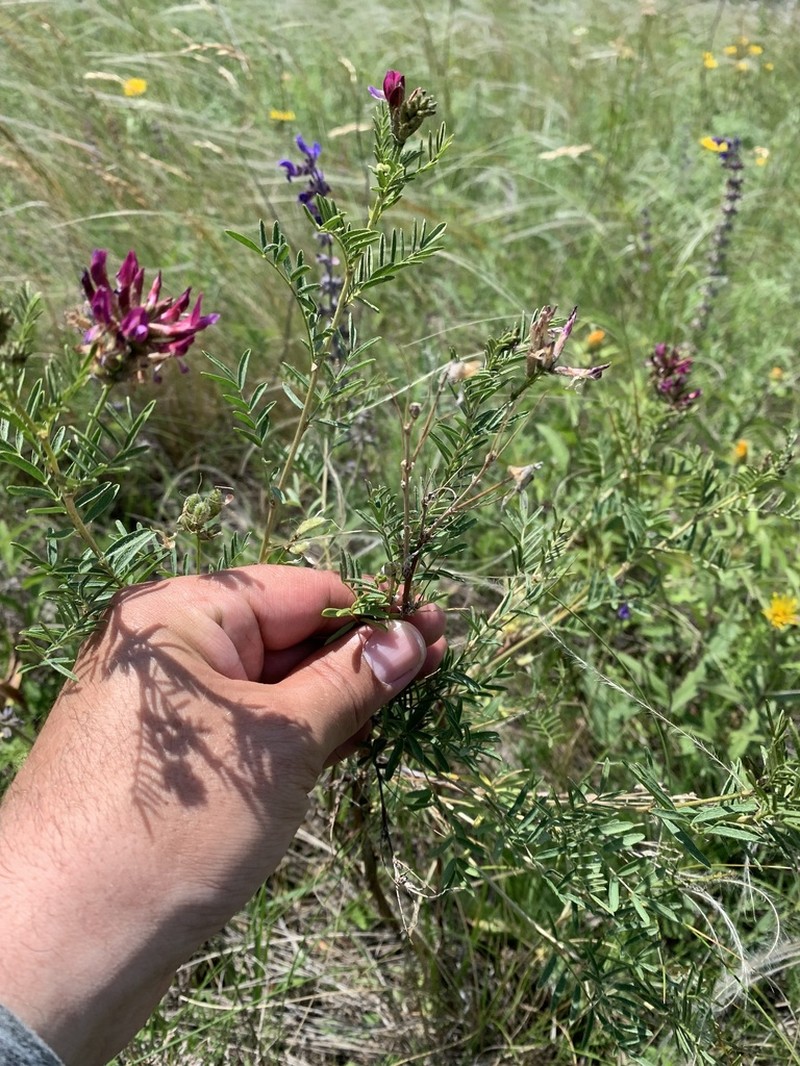 Astragalus cornutus photo 4