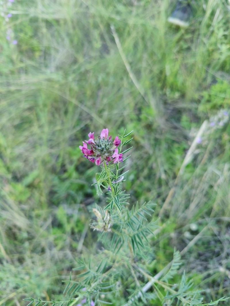 Astragalus cornutus photo 5