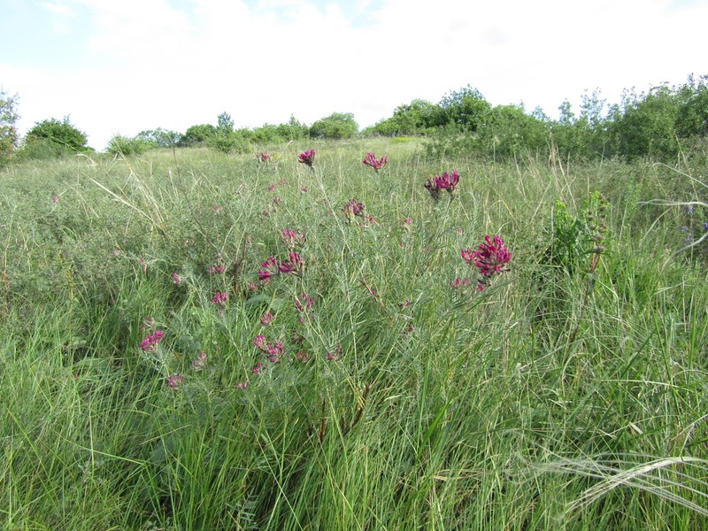 Astragalus cornutus photo 6