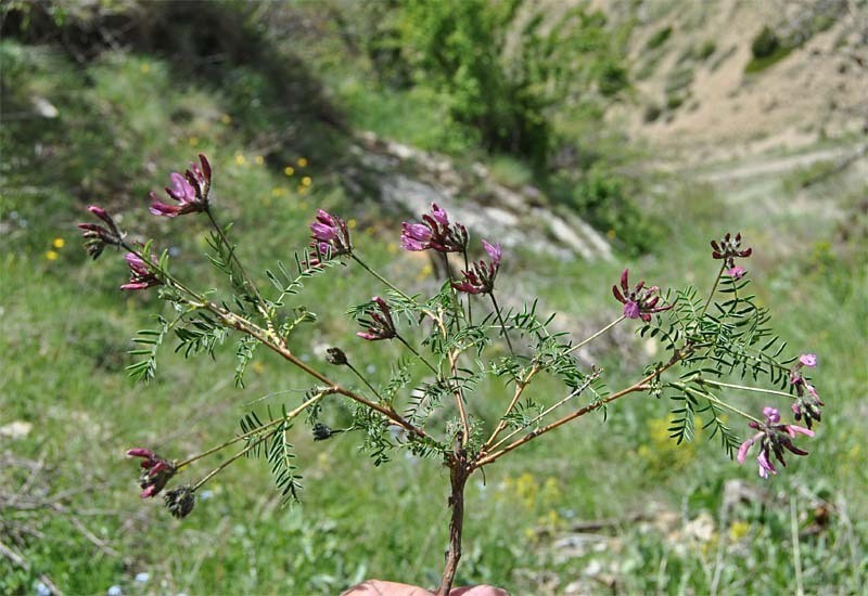 Astragalus cornutus photo 7