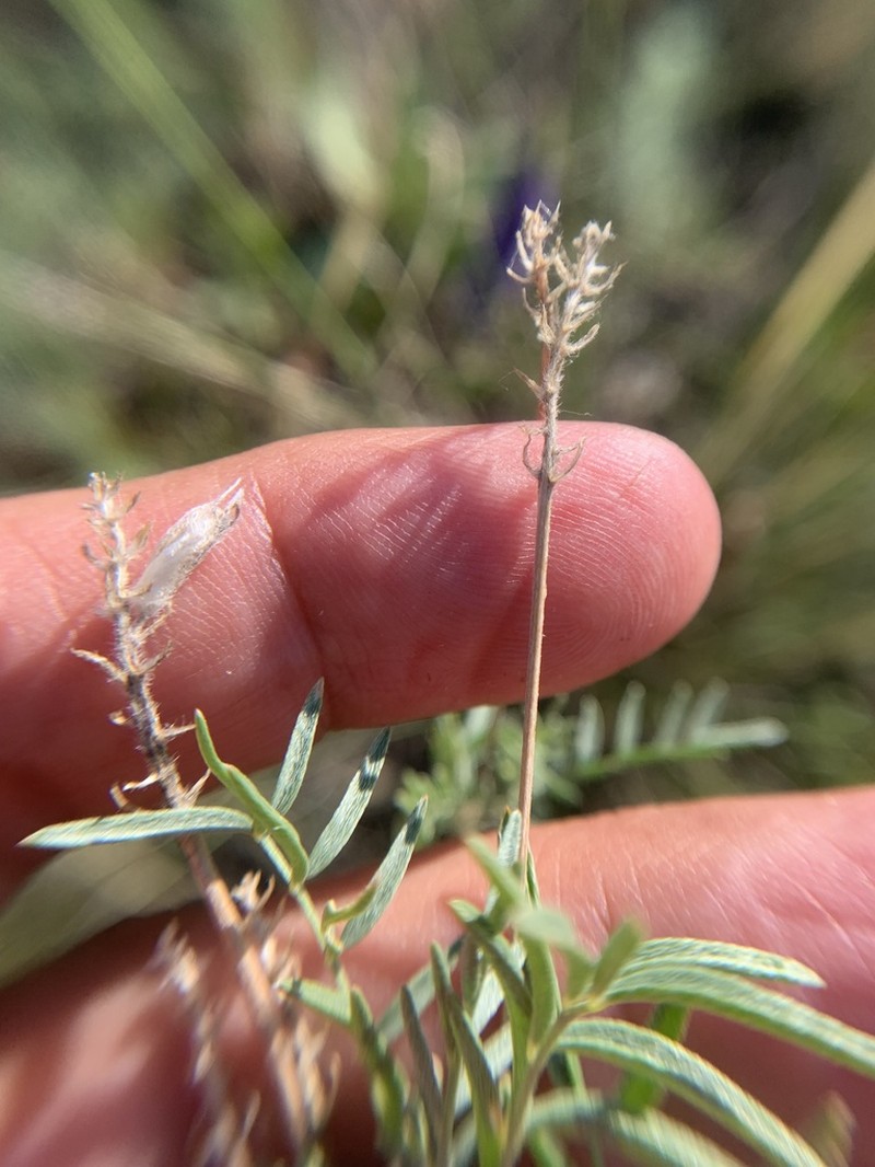 Astragalus cornutus photo 8