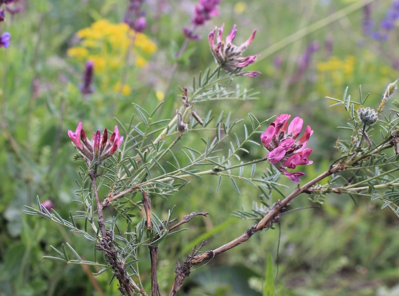 Astragalus cornutus