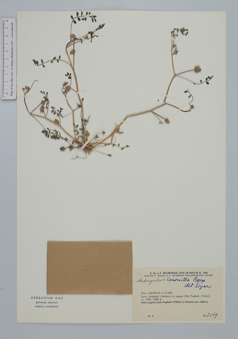 Astragalus coronilla