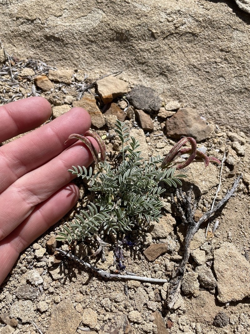 Astragalus cottamii photo 3