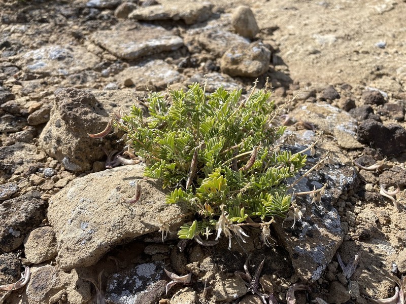 Astragalus cottamii photo 4