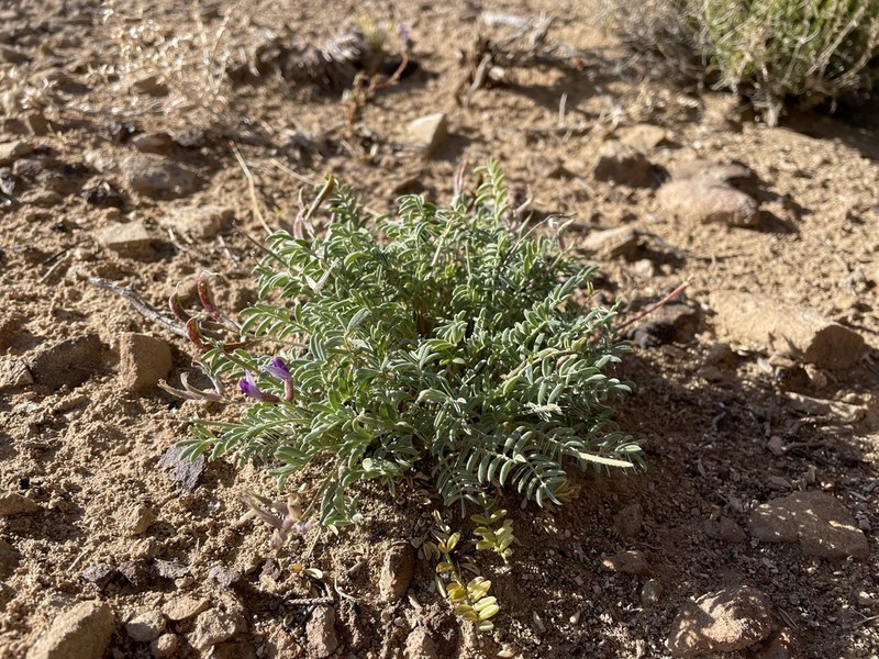 Astragalus cottamii photo 5