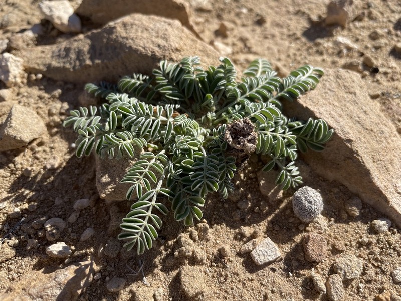 Astragalus cottamii photo 6