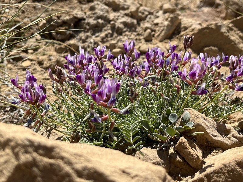 Astragalus cottamii photo 7