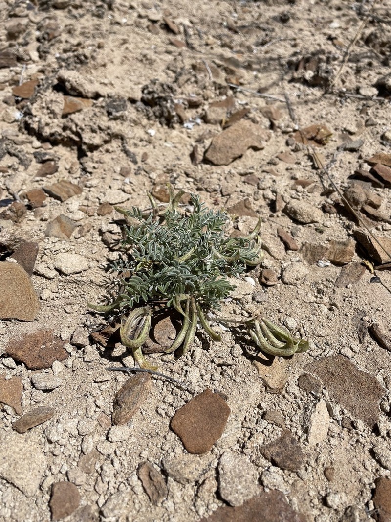 Astragalus cottamii photo 8