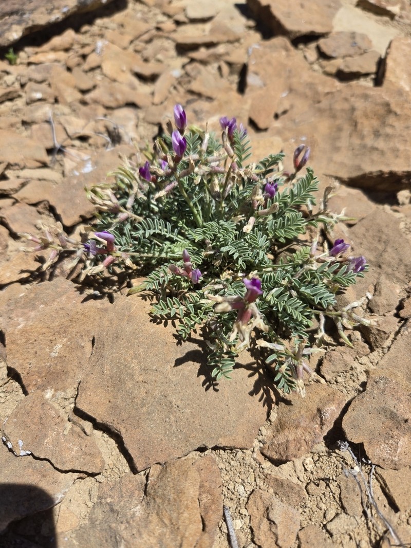 Astragalus cottamii