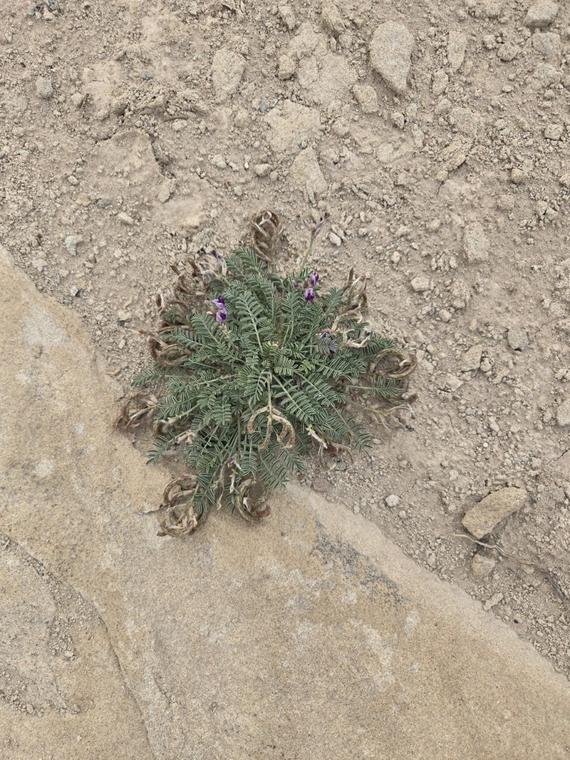 Astragalus cottamii photo 2