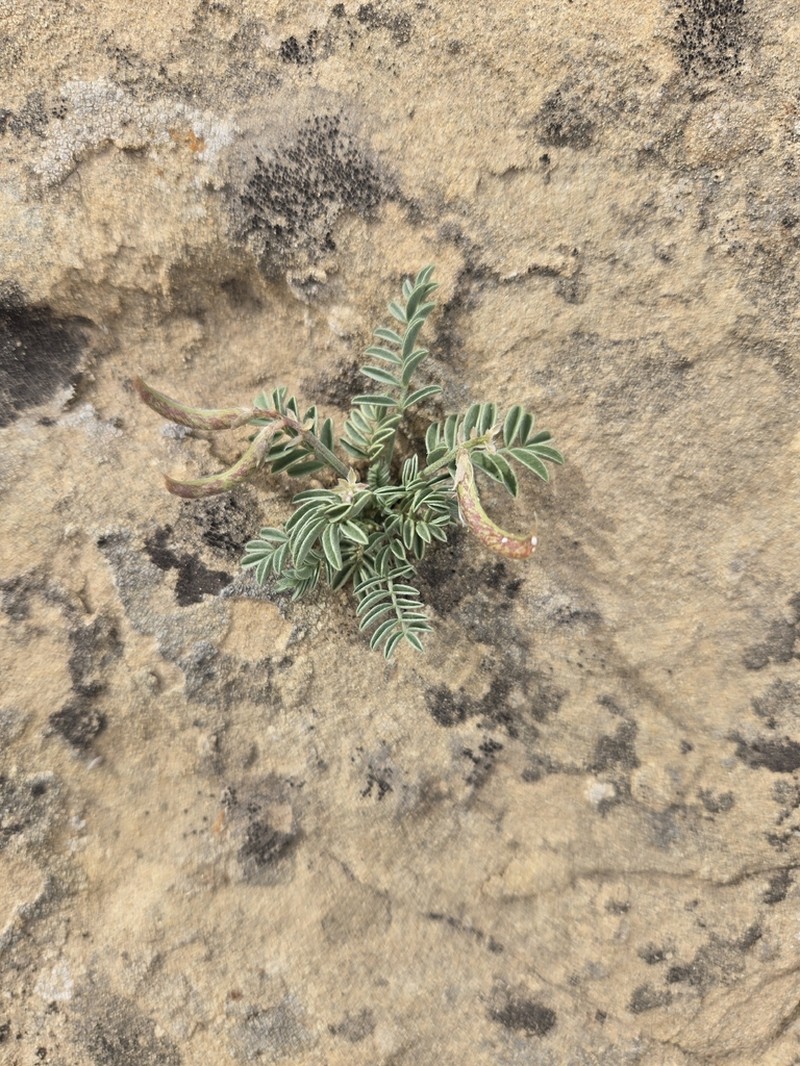 Astragalus cottamii photo 3