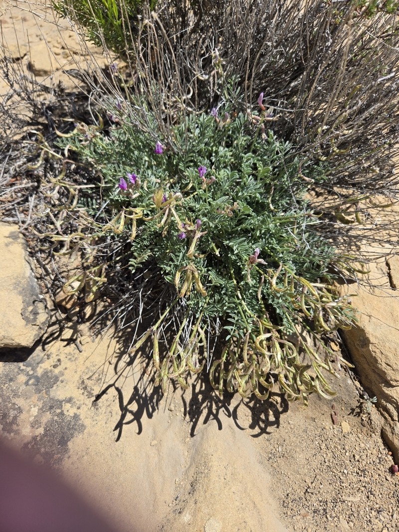 Astragalus cottamii photo 4