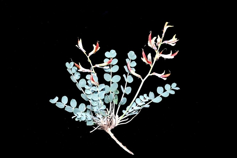 Astragalus cottonianus