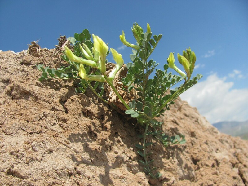 Astragalus cottonianus photo 2
