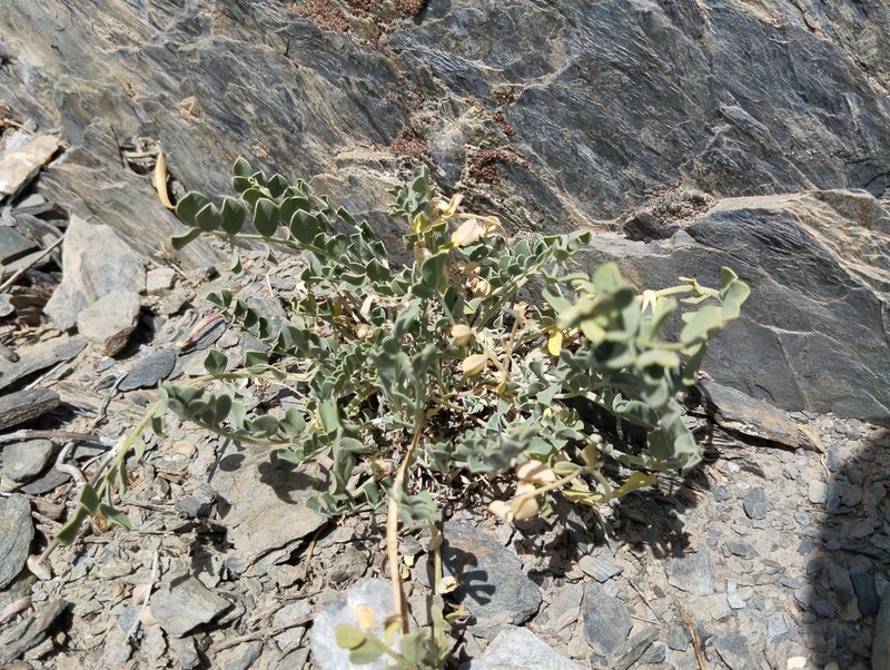 Astragalus cottonianus photo 3