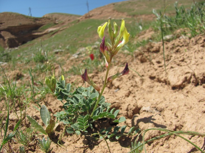 Astragalus cottonianus photo 4