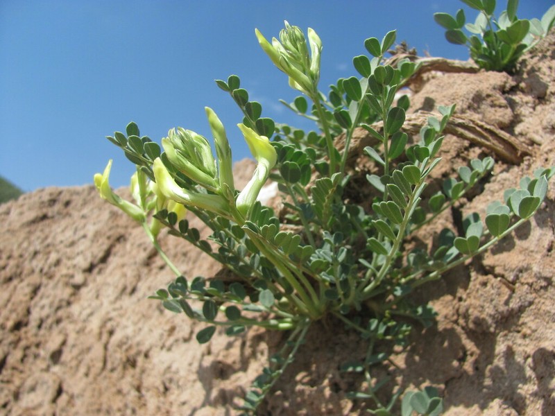 Astragalus cottonianus photo 5