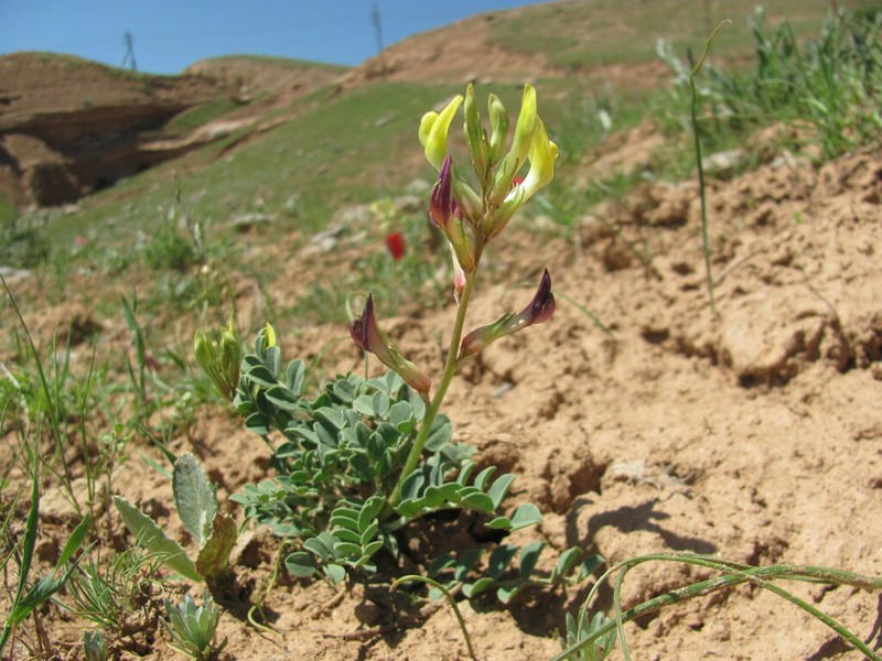 Astragalus cottonianus photo 6