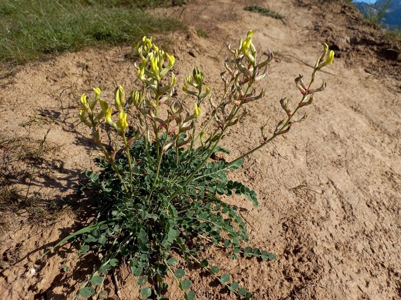 Astragalus cottonianus photo 7