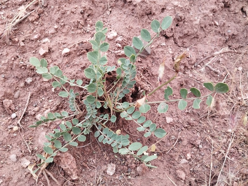 Astragalus cottonianus photo 8