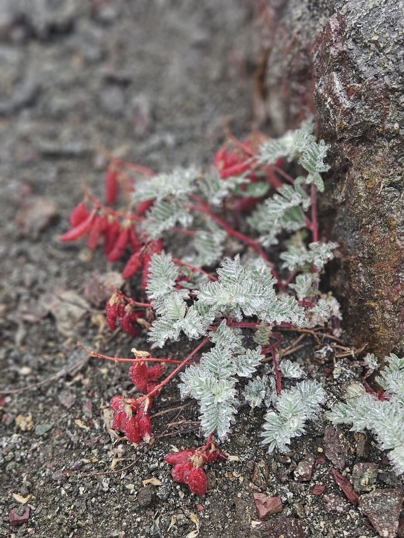 Cotton's Milkvetch photo 2