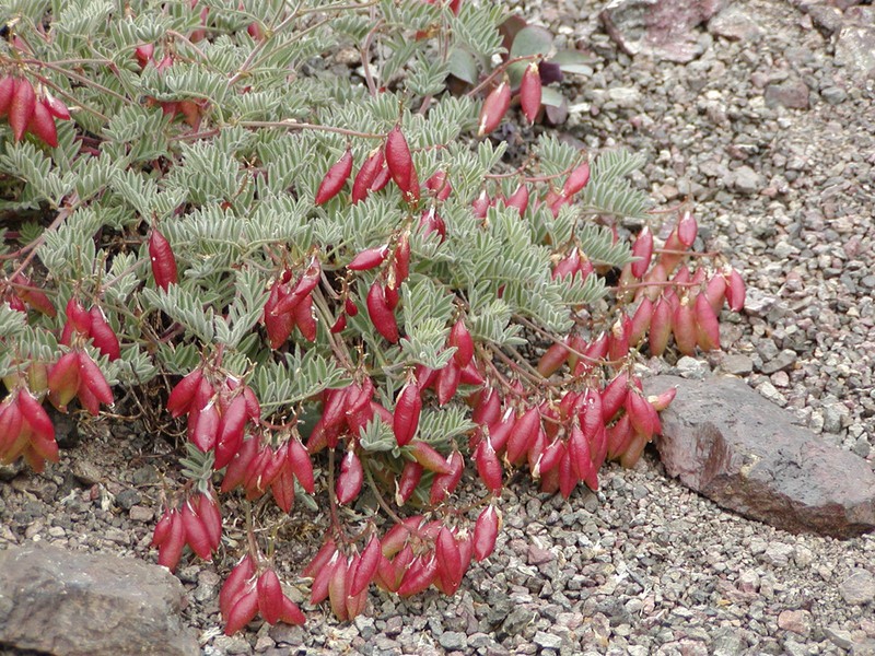 Cotton's Milkvetch photo 3