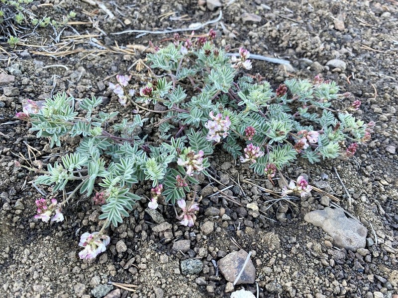 Cotton's Milkvetch photo 4