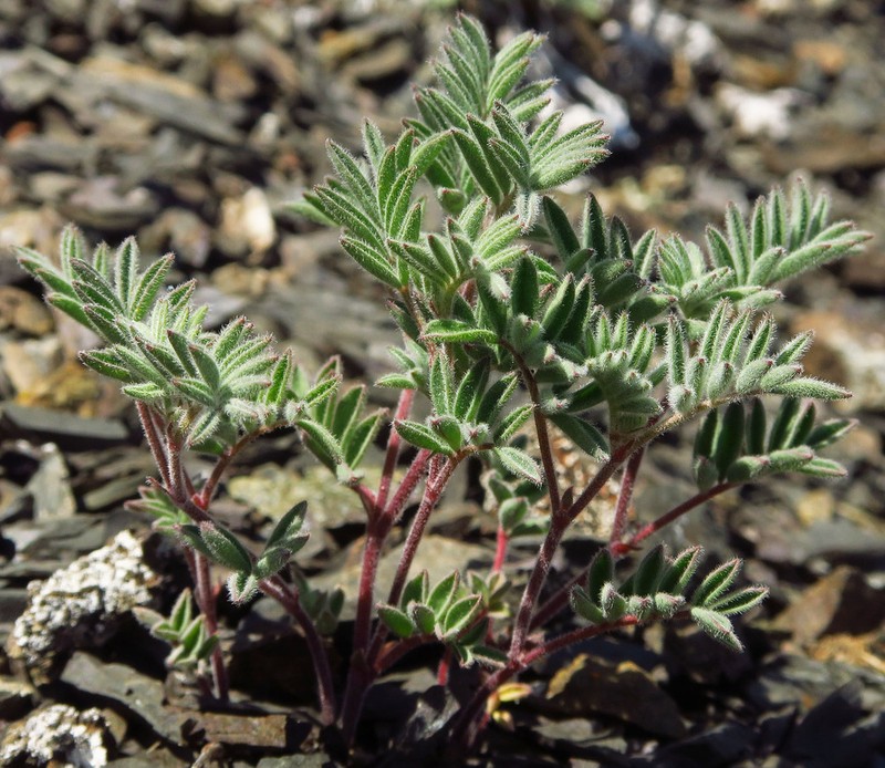 Cotton's Milkvetch photo 6