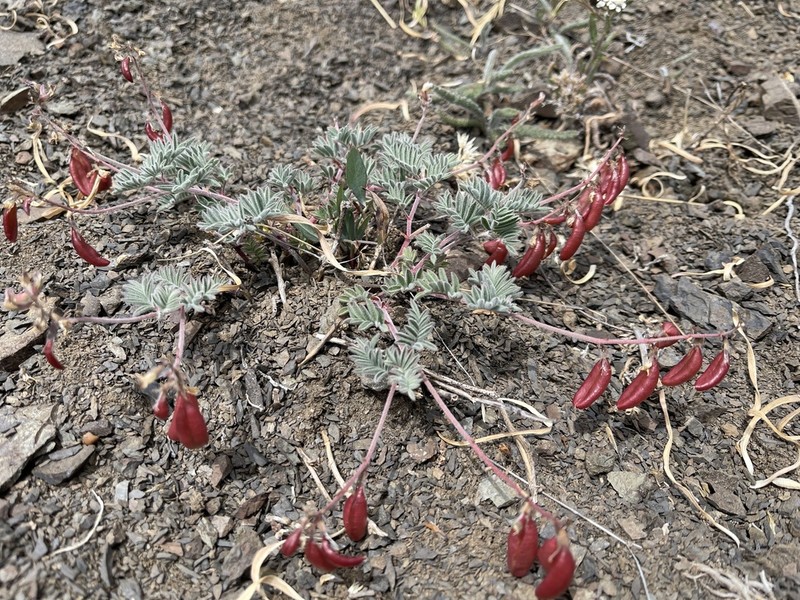 Cotton's Milkvetch photo 7