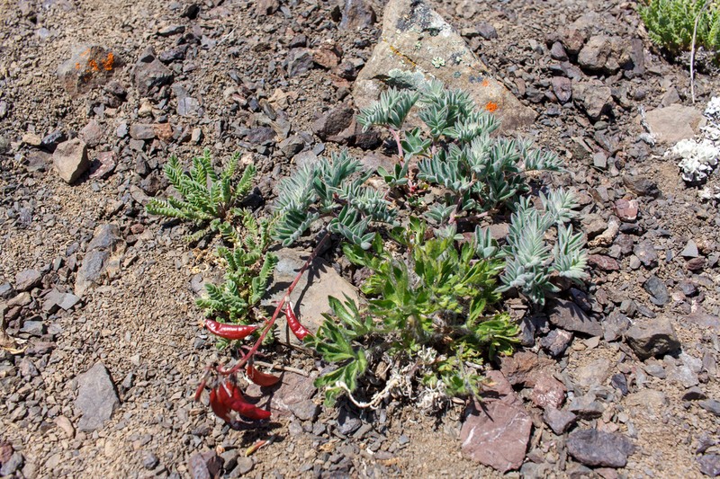 Cotton's Milkvetch photo 8