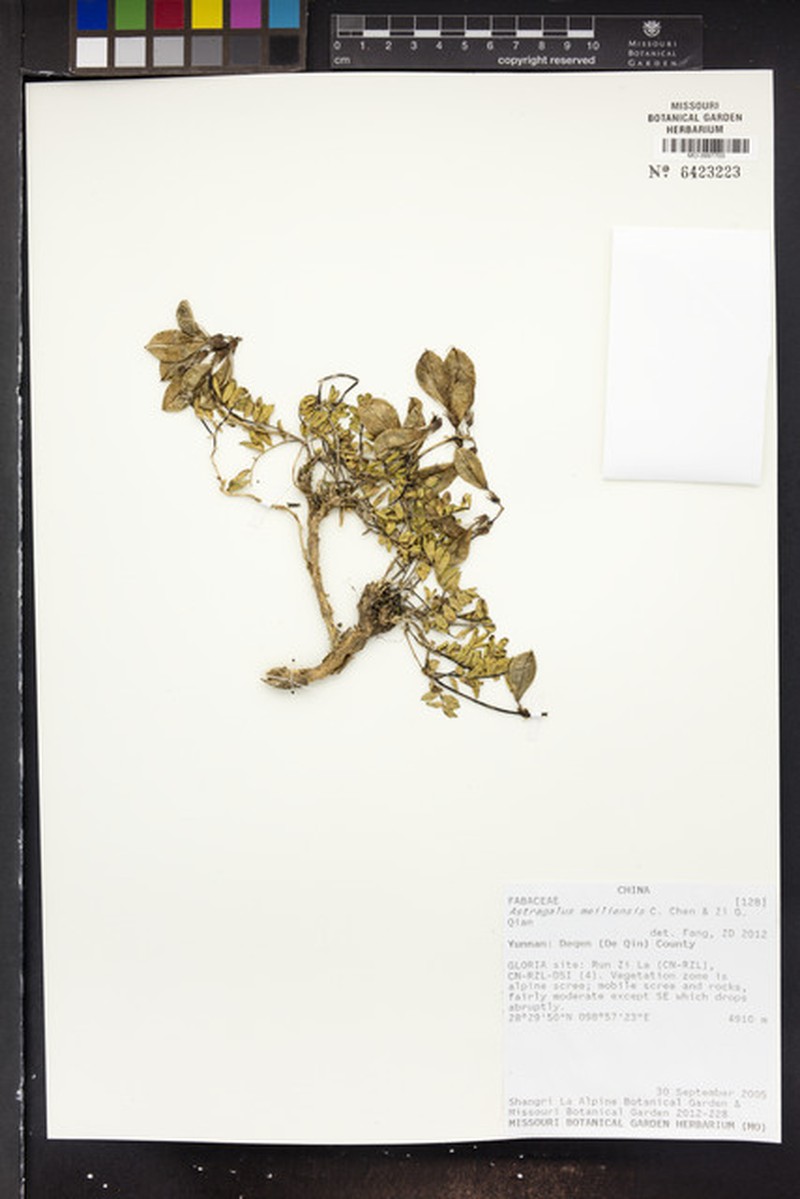 Astragalus craibianus