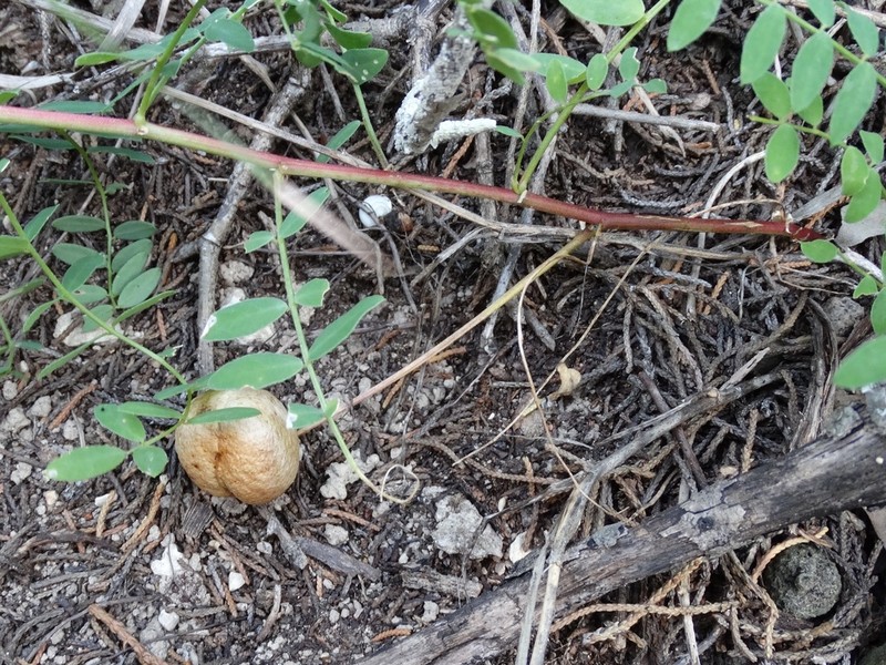 Groundplum Milkvetch photo 4