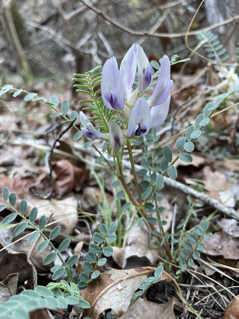 Groundplum Milkvetch photo 5