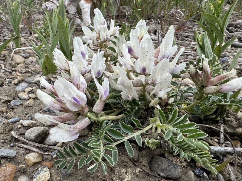Groundplum Milkvetch photo 6