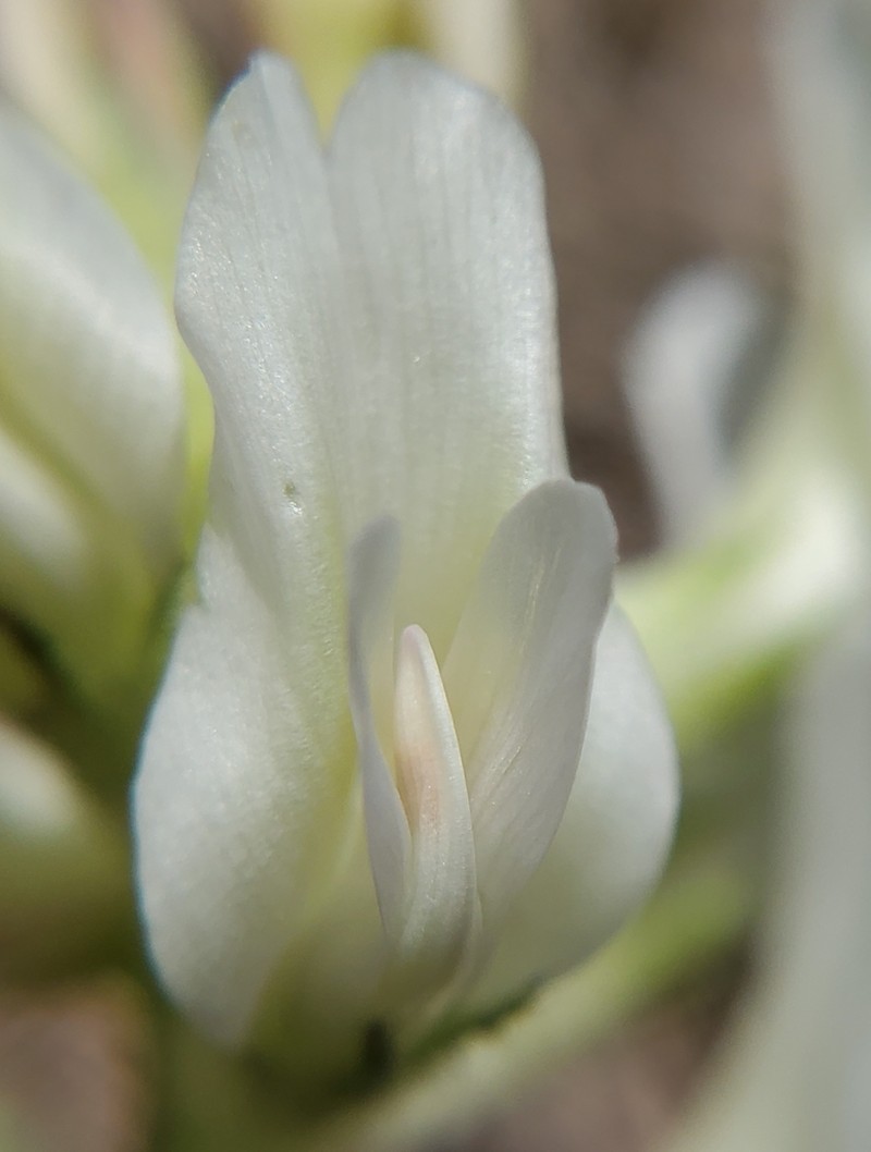Groundplum Milkvetch photo 7