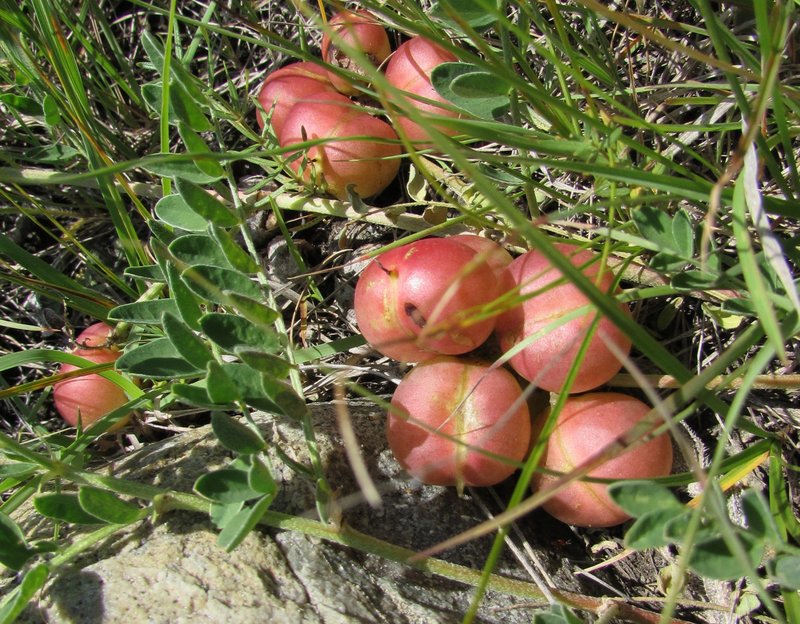 Groundplum Milkvetch photo 2