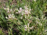 Groundplum Milkvetch