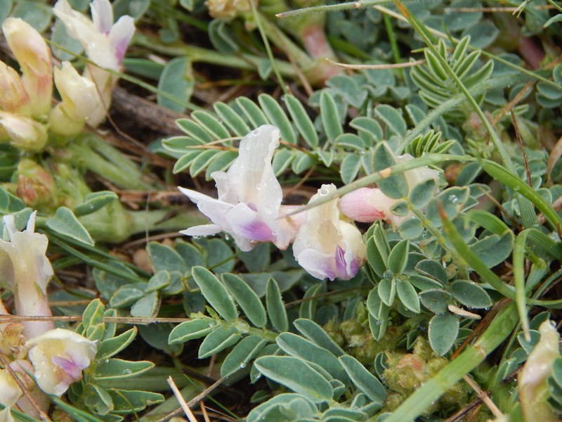 Groundplum Milkvetch photo 3