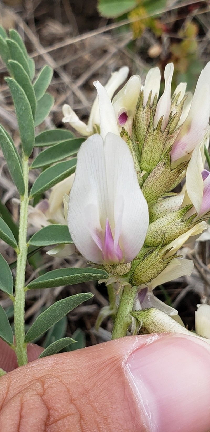 Groundplum Milkvetch photo 4