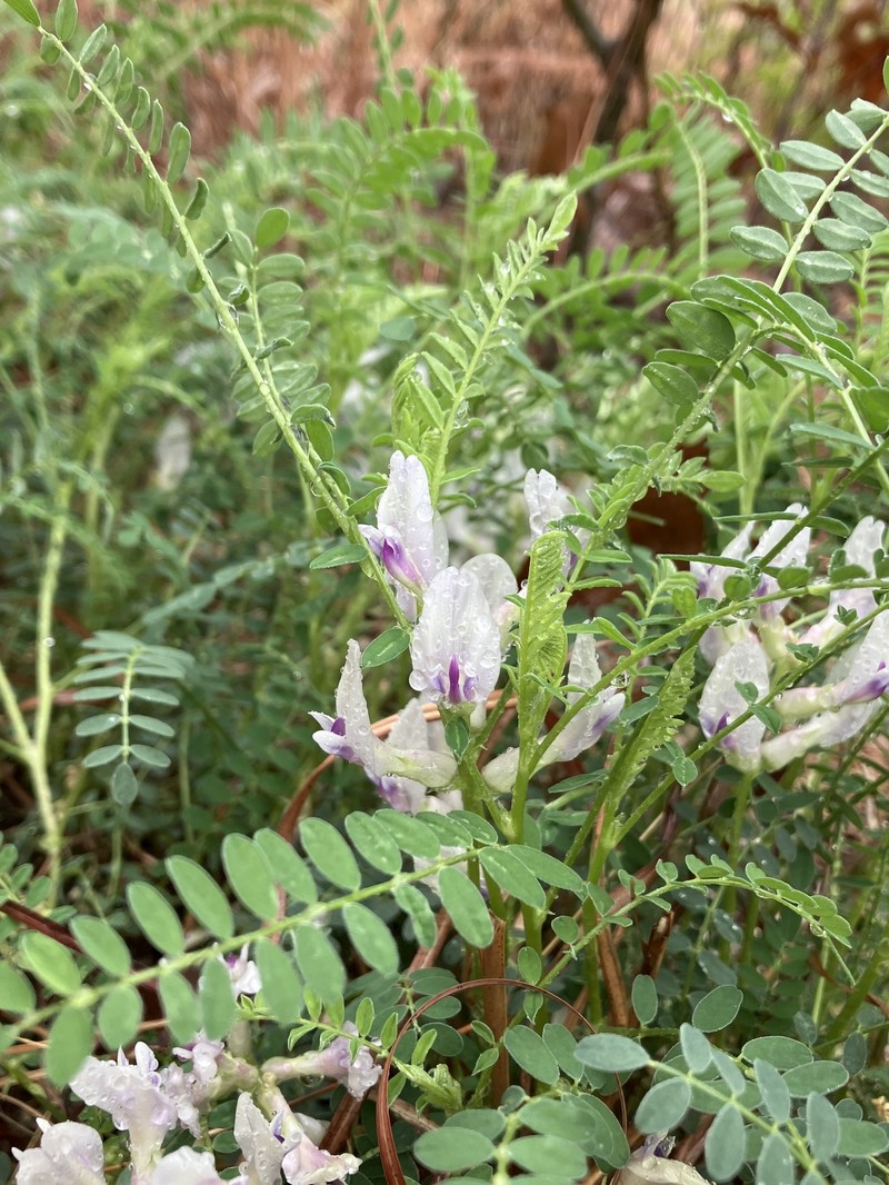 Astragalus crassicarpus var. berlandieri