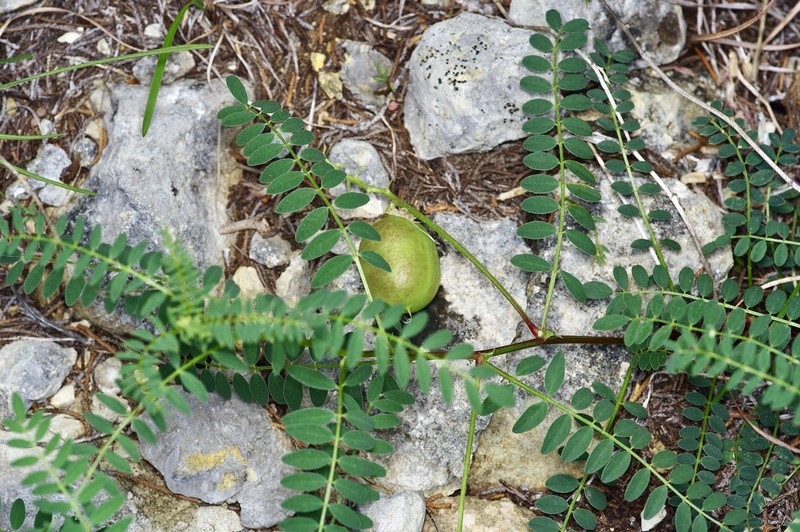 Astragalus crassicarpus var. berlandieri photo 2