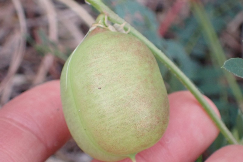 Astragalus crassicarpus var. berlandieri photo 3