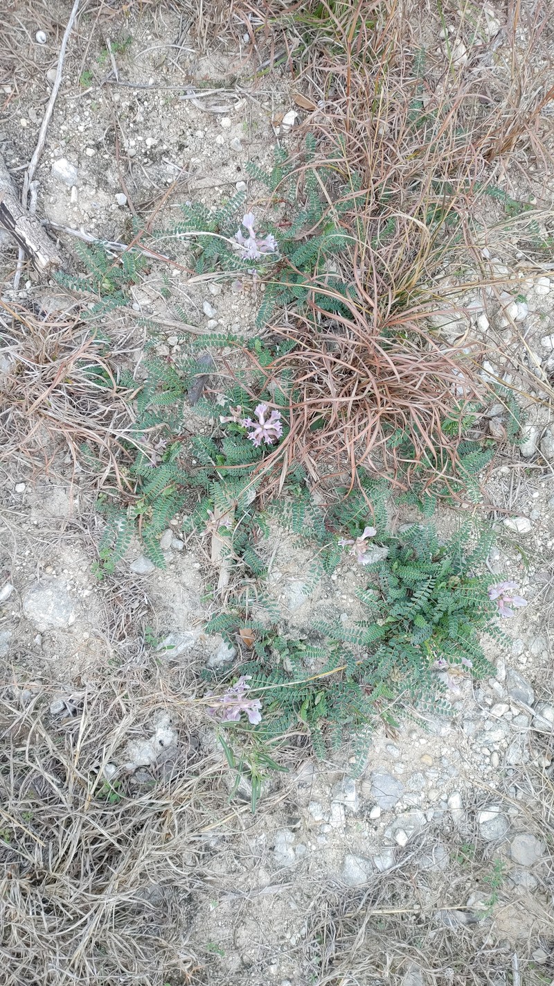 Astragalus crassicarpus var. berlandieri photo 4